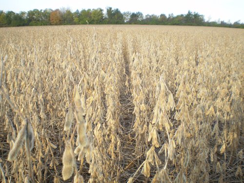 Property photo 32 - 75+/- Acres in 9 Tracts